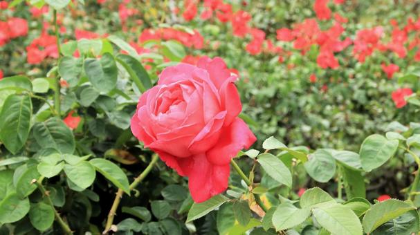 河津バカテル公園　秋バラ 薔薇,秋,花の写真素材