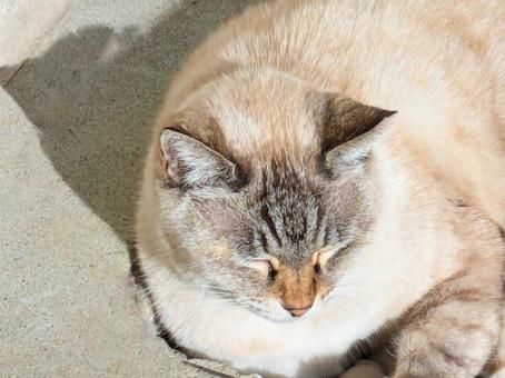 眠っている猫 猫,動物,寝顔の写真素材