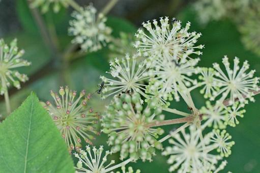 シシウドとアリの写真