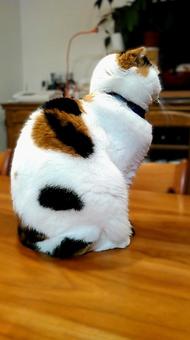 猫背なねこ 猫背なねこ 猫,動物,猫背の写真素材