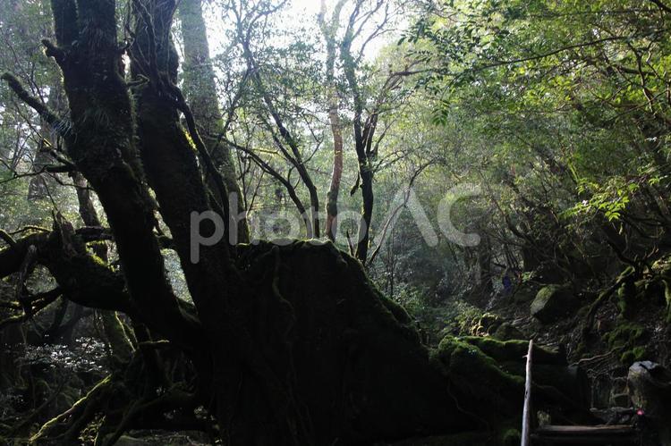 もののけの森 もののけの森 木,木材,風景の写真素材