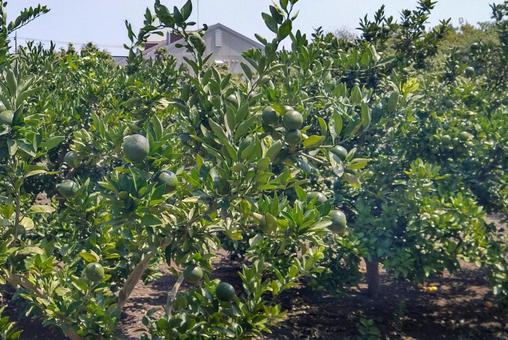 みかんの木 みかんの木 みかん,木,自然の写真素材