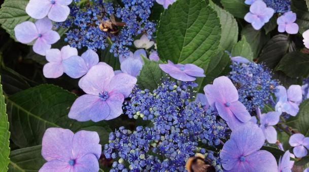 紫陽花 紫陽花の写真