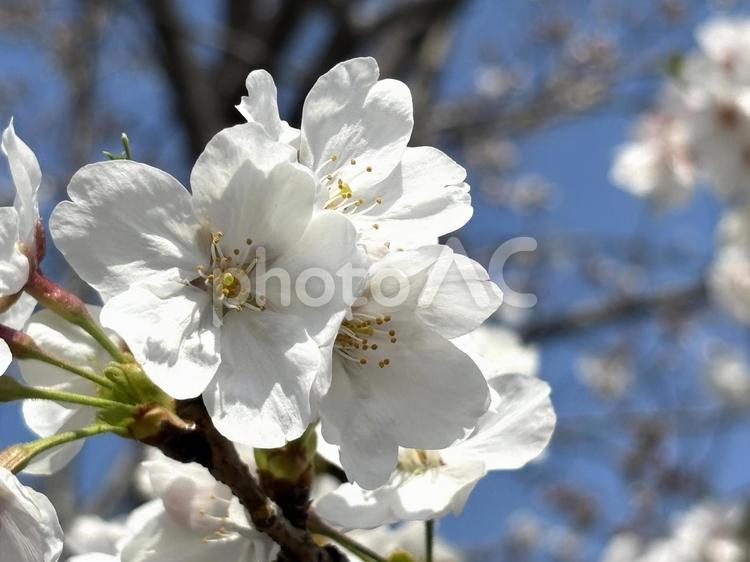 桜の花（ソメイヨシノ） 桜,さくら,サクラの写真素材