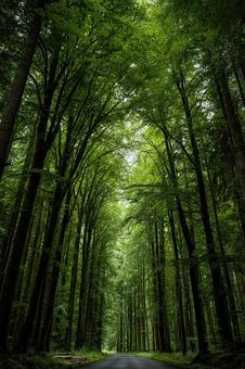 木漏れ日が美しい、自然あふれる森林 木漏れ日が美しい、自然あふれる森林の写真