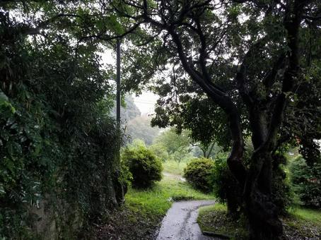 雨に濡れる抜け道にある木々 雨に濡れる抜け道にある木々 風景,木,雨の写真素材