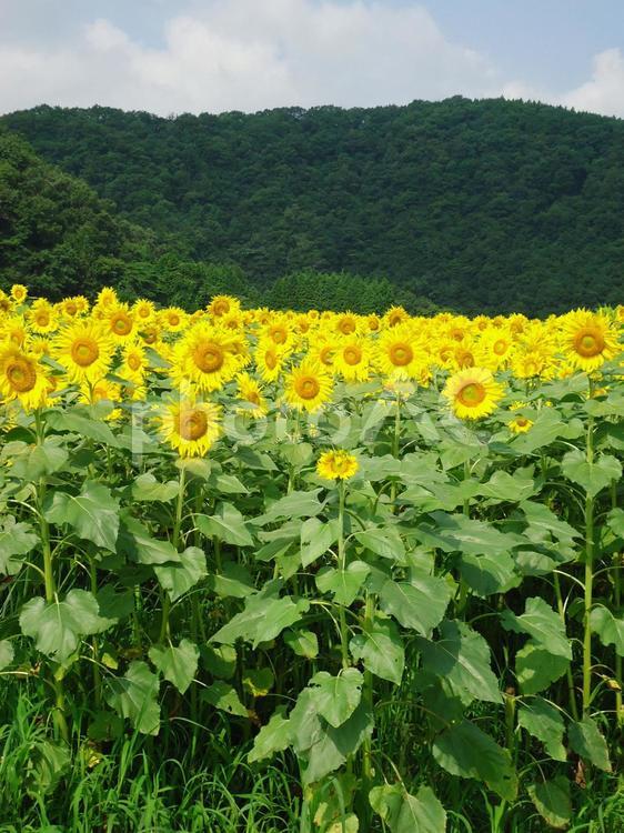 ひまわり畑 花,黄色,自然の美しさの写真素材