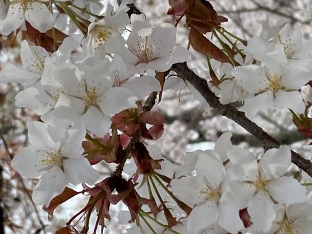 桜アップ 桜アップの写真