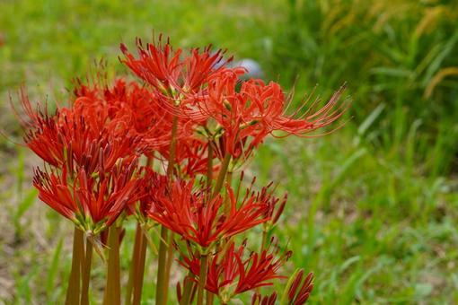 ヒガンバナ 彼岸花,東北,花の写真素材