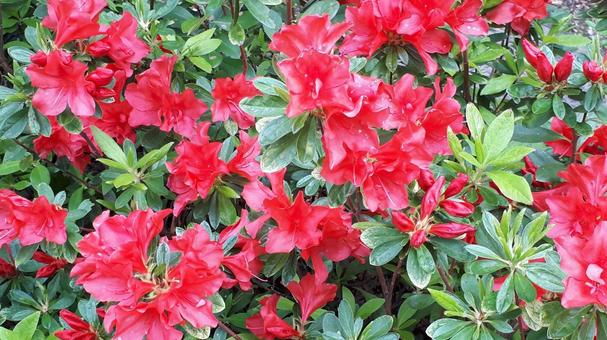 Red Azalea, JPG