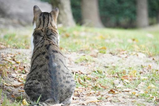 猫の背中 猫の背中の写真