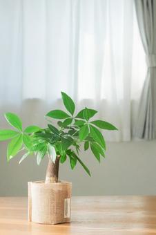 小さなパキラ 観葉植物,グリーン,植物の写真素材