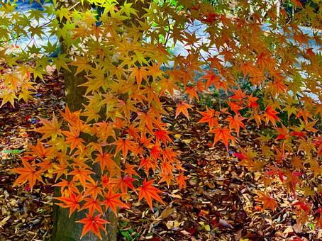 赤く色付いた紅葉と落ち葉 あき,秋,紅葉の写真素材