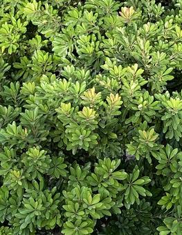 上から撮った木1 上から撮った木1 自然,木,グリーンの写真素材