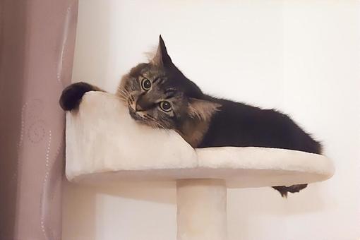 ねこ ねこの写真