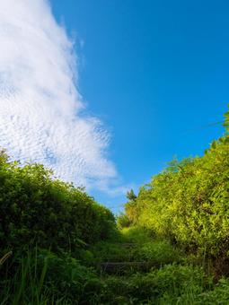 草に覆われた階段 草に覆われた階段の写真
