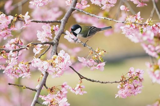 シジュウカラの花ラッパ シジュウカラの花ラッパ シジュウカラ,河津桜,可愛いの写真素材