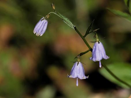ツリガネニンジン ツリガネニンジン,野草,山野草の写真素材