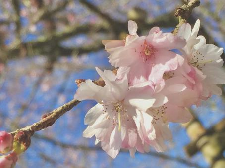 Photo, cherry blossoms, sakura, spring, 
