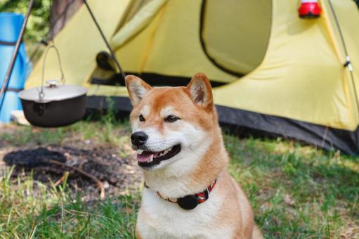 テント前で伏せる犬 犬,テント,キャンプの写真素材