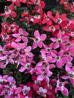 シクラメン　花 園芸,秋,シクラメンの写真素材