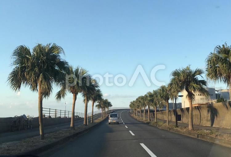 青空を背景にヤシの木街路樹の中を走る車 風景,浜辺,夏の写真素材