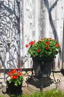 Photo, landscape with red flowers, herbs, nasium, 