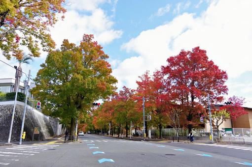 11月の三色彩道にて タイワンフウ,アメリカフウ,モミジバフウの写真素材