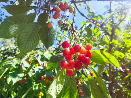 Cherries shining in the sunlight, JPG