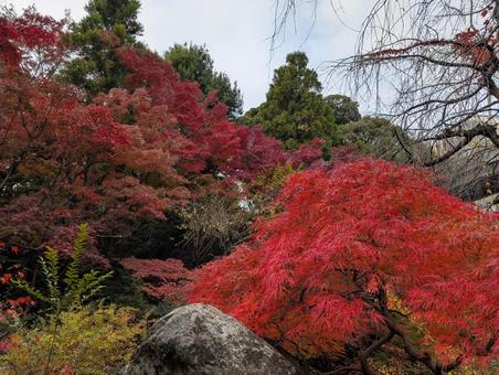紅葉山 紅葉,もみじ,空の写真素材