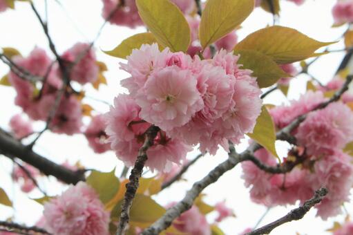 八重桜2 八重桜2の写真