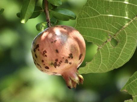 実のなる木 実のなる木 植物,実,川辺の写真素材