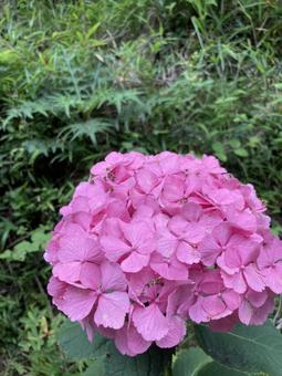紫陽花 紫陽花の写真