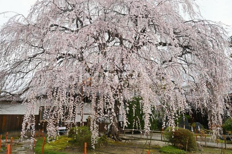 春の京都市本満寺 早咲きの枝垂れ桜 本満寺,枝垂れ桜,樹齢90年の写真素材