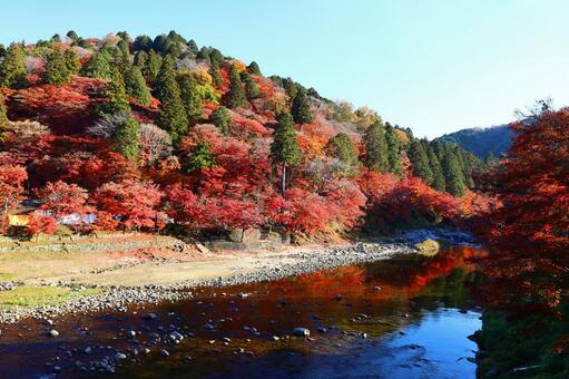 東海随一の香嵐渓の紅葉の絶景 香嵐渓,紅葉,もみじの写真素材