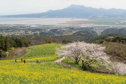 長崎県の白木峰高原に咲く菜の花と桜 長崎県の白木峰高原に咲く菜の花と桜 日本,長崎,長崎県の写真素材