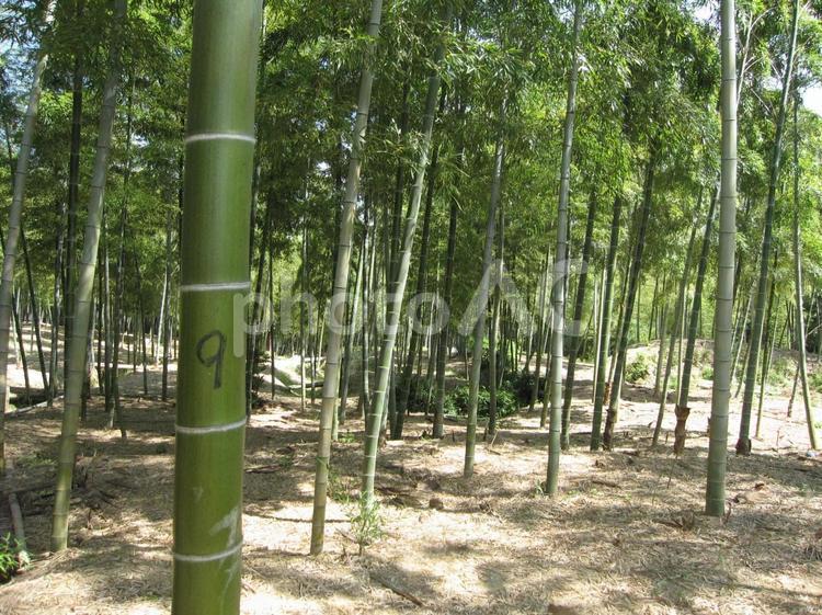 静寂に包まれた竹藪の風景笹の葉 竹林,竹,竹藪の写真素材