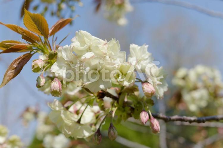 大船フラワーセンターのウコン桜 桜,ウコン,サトザクラ群の写真素材