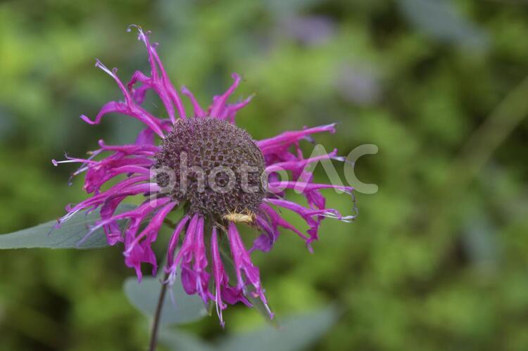 エキナセア・オレンジ・スパイダー エキナセア,echinacea,えきなせあの写真素材
