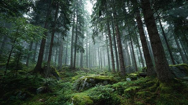 静寂な緑の森 静寂な緑の森の写真