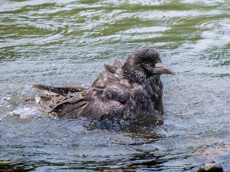 水浴びするカラス 水浴びするカラスの写真