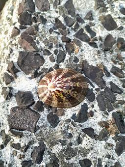 オオベッコウガサ オオベッコウガサの写真