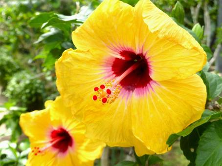 温室にて展示の黄色いハイビスカスの写真