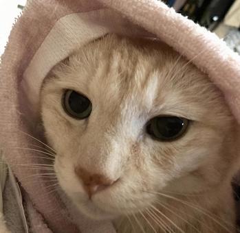 寝起きの猫 寝起きの猫の写真