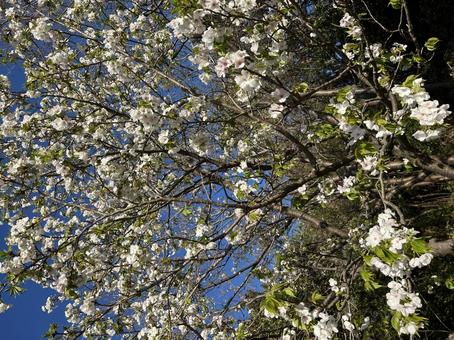 桜咲いた 桜咲いたの写真