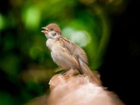 手すりにとまるスズメ 手すりにとまるスズメ スズメ,雀,鳥の写真素材