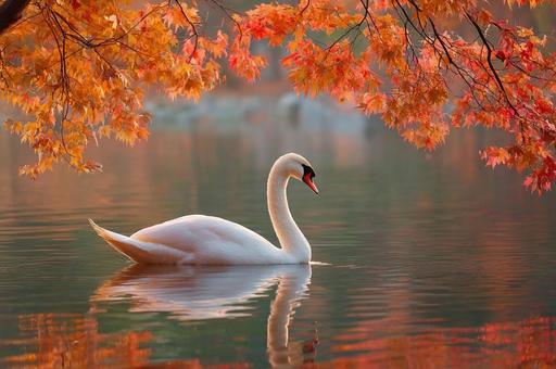 秋の湖畔と白鳥のシルエットの写真