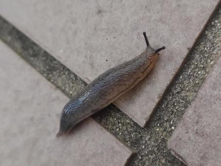 触覚を動かすナメクジ 触覚を動かすナメクジの写真