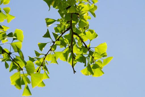 イチョウ イチョウ,葉,黄葉の写真素材