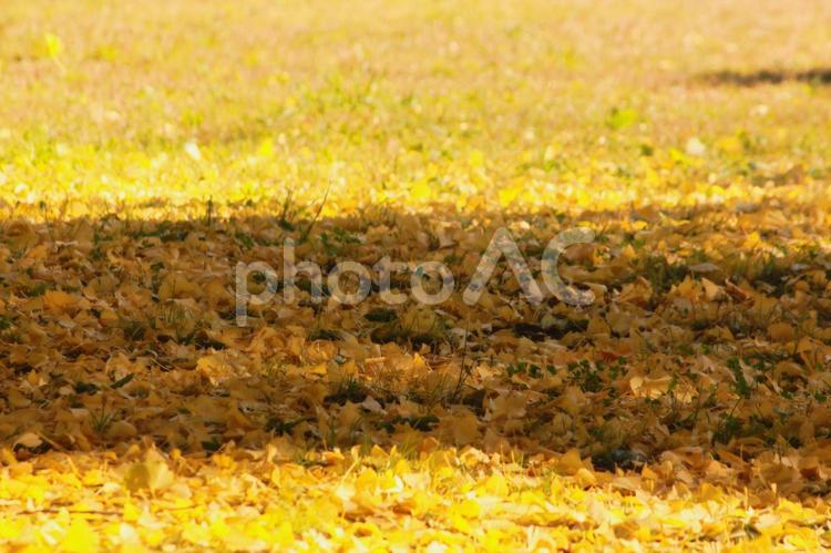 イチョウの絨毯 イチョウ,黄色,絨毯の写真素材